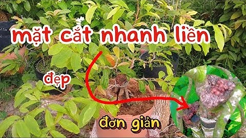 Tập124: Xử Lý Sẹo. Cách Giúp Mặt Cắt Mai Vàng Nhanh liền. Phong Cách Bonsai
