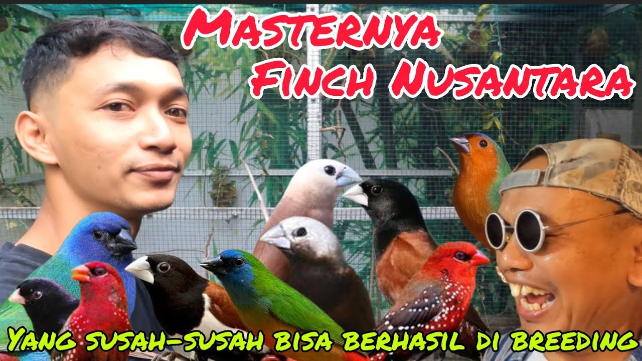 GEREBEK PENANGKARAN BURUNG EMPRIT CANTIK ASLI INDONESIA. 