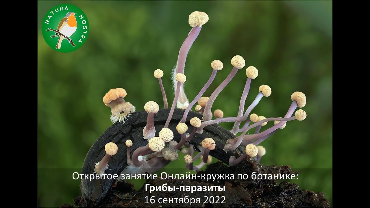 Грибы-паразиты - YouTube