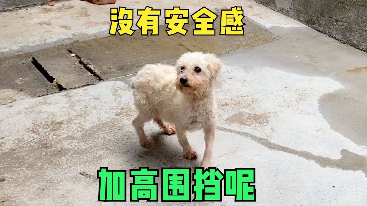 困難接踵而至，每筆資金都揹負巨大壓力，無論如何狗狗也要進犬舍