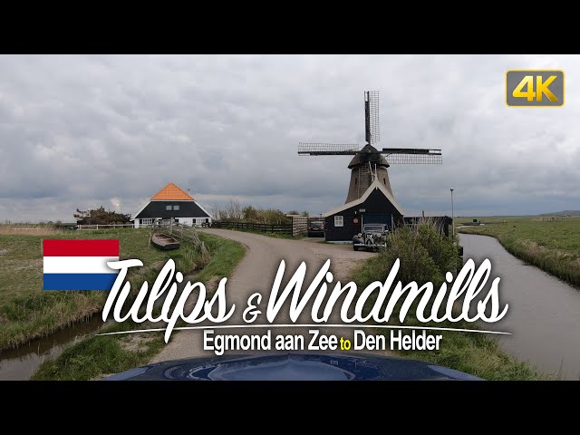 Driving through Tulip fields from Egmond aan Zee to Den Helder, Netherlands🇳🇱