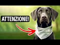 Se un Cane Indossa questa Bandana, Stai alla Larga