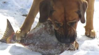 Dog eats a small halibut.
