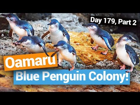 🐧 The Blue Penguin Colony in Oamaru  –  New Zealand's Biggest Gap Year – New Zealand Guide