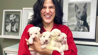 Miami Animal Rescue 2021