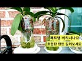 재활용 페트병 버리시나요.호접란 한번 길러보세요. Phalaenopsis in a recycled plastic bottle.