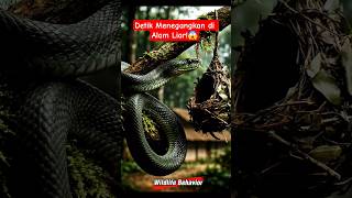 Download Lagu Momen Langka di Alam Liar! Ular Menyambar Burung di Sarang😱  #AksiAlamLiar #Nature #wildlife #shorts MP3