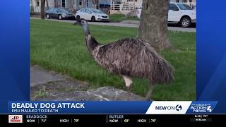Emu killed by neighbor’s dogs' forces McKeesport family to relocate animals