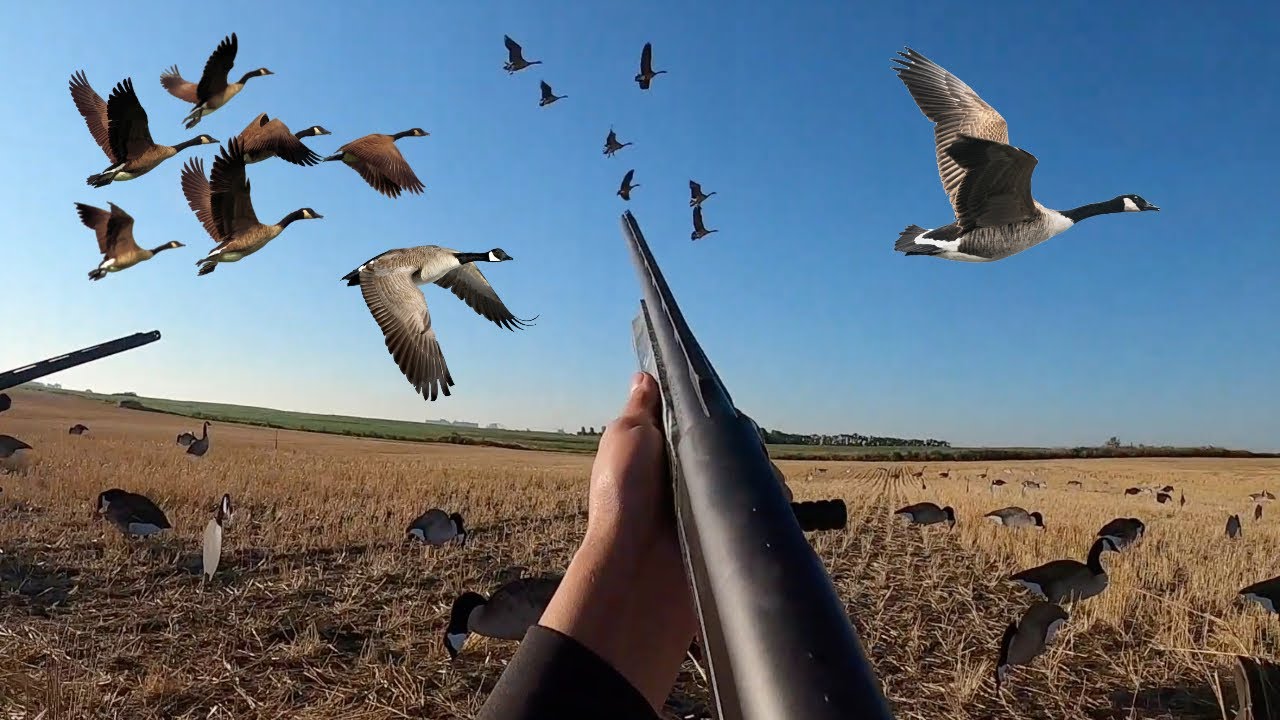 Goose Hunting a Fresh Cut Wheat Field! (THIS WAS FUN!) YouTube