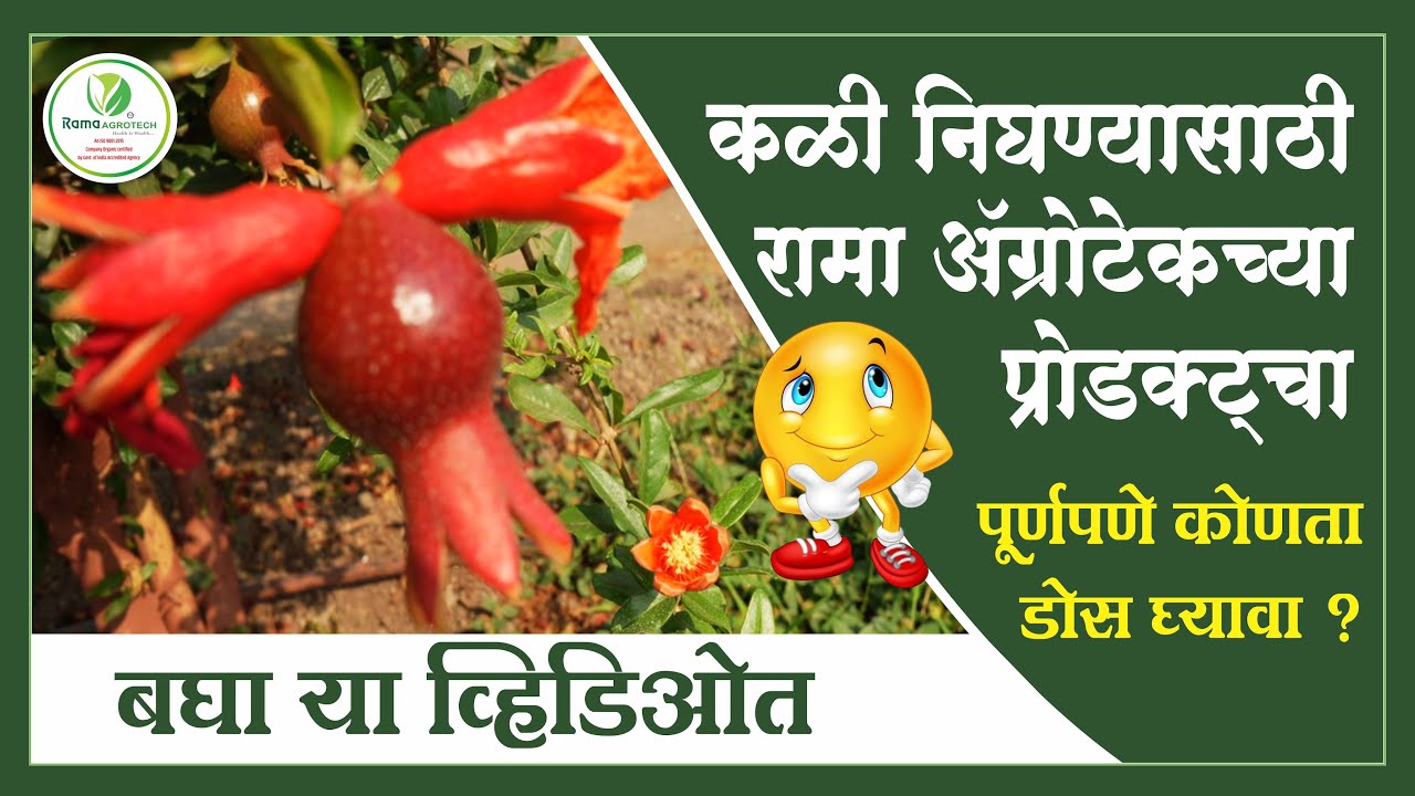 कळी निघण्यासाठी रामा ॲग्रोटेकच्या प्रोडक्ट्चा पूर्णपणे कोणता डोस घ्यावा ? बघा या व्हिडिओत