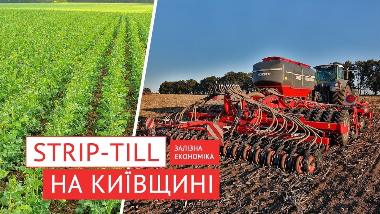 Реальний досвід! Стріптіл з сівалкою HORSCH Focus + Треззор, гібрид озимого ріпаку від RAGT