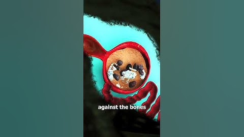 Why Birds Swallow Rocks After Eating 🤔