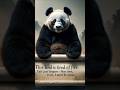 One panda walks into enemy land alone… and makes the fire kneel.🔥🐼