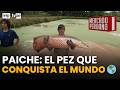 PAICHE: El gigante amazónico que puede destronar al salmón 🇵🇪🌎 | Mercado peruano