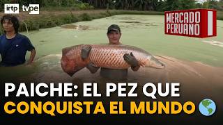 PAICHE: The Amazonian giant that could dethrone salmon 🇵🇪🌎 | Peruvian Market screenshot 4