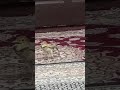 طرقه جل روانی امین زاهدانی
