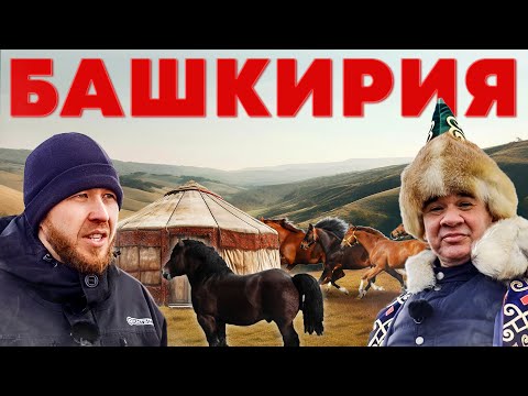 Видео: Самое дорогое мясо - конина. Как заработать на конине? Коневоды из Башкортостана. Андрей Даниленко