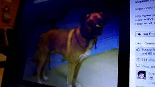 Hidden from view at the Moreno Valley Animal Shelter