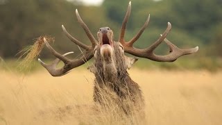 TRYING TO GET CLOSE TO DEER