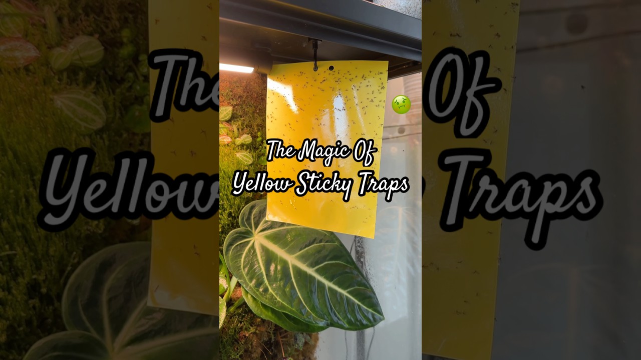 Fungus gnats 🦟 + yellow sticky traps 🟨 = 🪦💀👻 