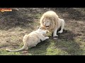 Белые львы. Один прайд - одни на всех разборки. Тайган. Lions life in Taigan.