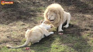 Белые львы. Один прайд - одни на всех разборки. Тайган. Lions life in Taigan.