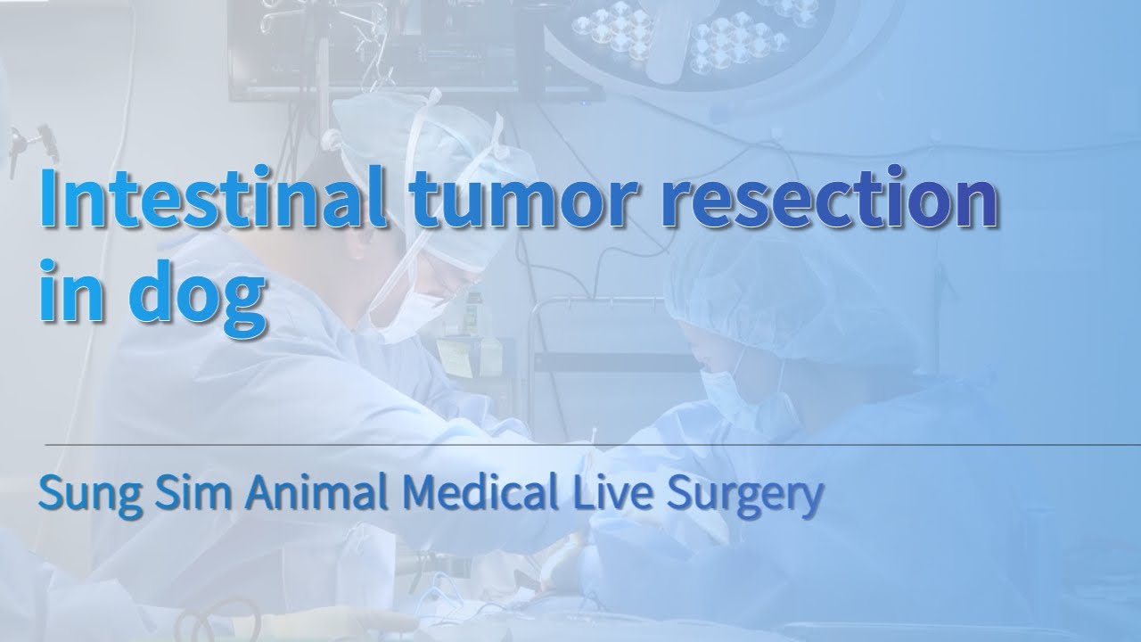 (Warning) Intestinal tumor resection in dog Sung Sim Animal Medical