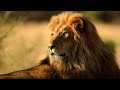UKIOTA NDOTO YA SIMBA Maana Yake Kibiblia By Pastor Mbasha UKIOTA NDOTO YA SIMBA Maana Yake Kibiblia By Pastor Mbasha