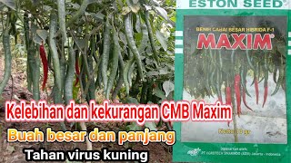 Cabe besar  maxim f1//kelebihan dan kekurangan