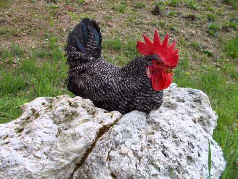 Videó: A barred rock csirkék automatikusan szexeznek?