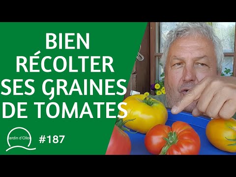 Comment récolter des graines de tomates - Au four & au moulin