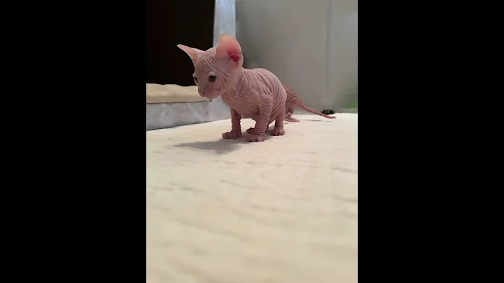 Watch the video about Orion ✨ Sphynx boy 💙 #sphynx #sphynxkitten #sphynxcat #sphynxcats #kitten #kittens