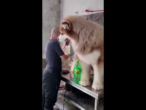 A Giant Alaskan Malamute