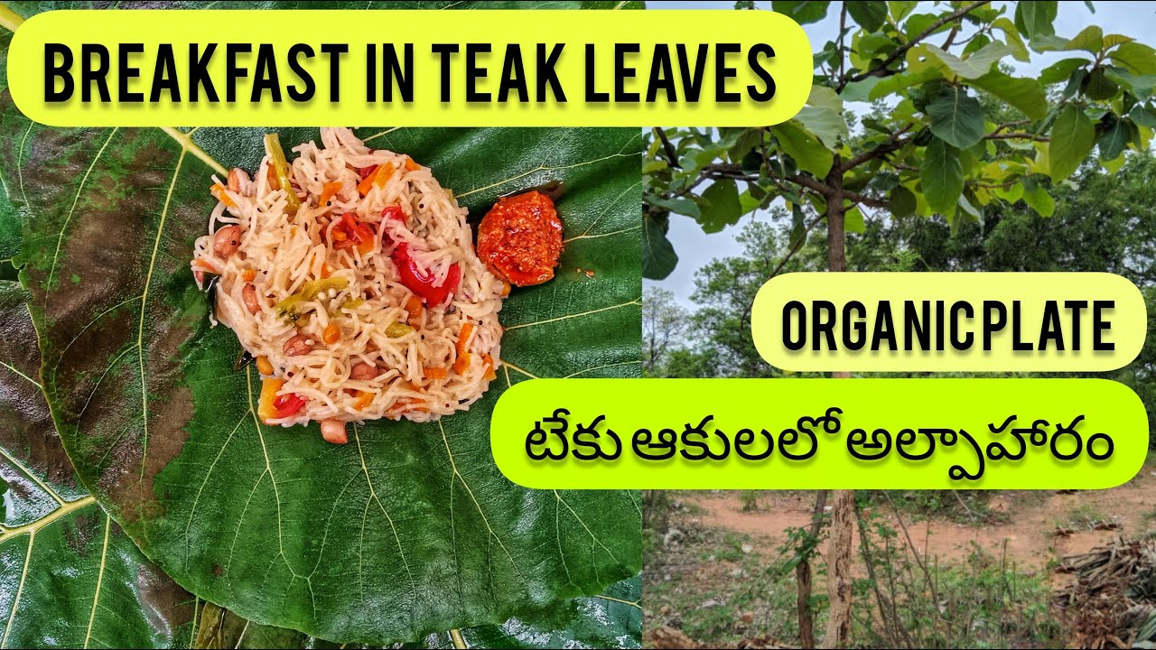 Having breakfast in TEAK leaves l ORGANIC PLATE l టేకు ఆకులలో అల్పాహారం l Benefits ~ Nikhila Arutla