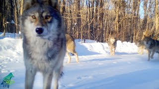 The Windsong Pack: second largest wolf pack in Winter 2022-2023