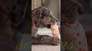 Keep Pets Mentally Engaged