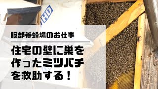 【やお九州チャンネル】（やおチャン）住宅街に巣を作ってしまったミツバチを救助してみました！服部養蜂場のお仕事紹介！
