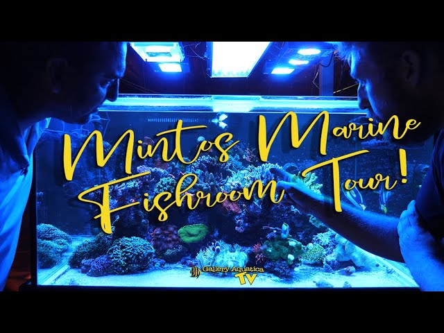 Minto's Marine Fishroom Tour | Gallery Aquatica TV class=