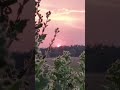 আল্লাহর অবিশ্বাস্য সৃষ্টি দেখুন সুবহানাল্লাহ। #islamicmessage #minivlog
