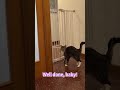 Well done, baby!#catmoments #cat #clevercat #catvideo #catshorts #catlove #lovelycat #catshort