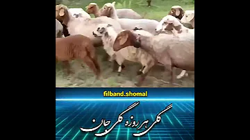 گلی جان مازندران Mazandaran Iran 