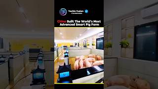 China’s Smart Pig Farms Are Smarter Than Most Factories #china #tech #pig #farm