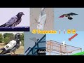 High flyer pigeon landing in kabootar ny dil khush kar dia 43 temperature