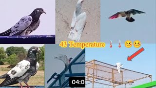 High Flyer Pigeon Landing In Kabootar Ny Dil Khush Kar Dia 43 Temperature screenshot 4