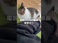 【保護猫】素足を温めにきてくれる猫