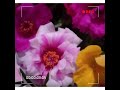 portulaca moss rose#shorts