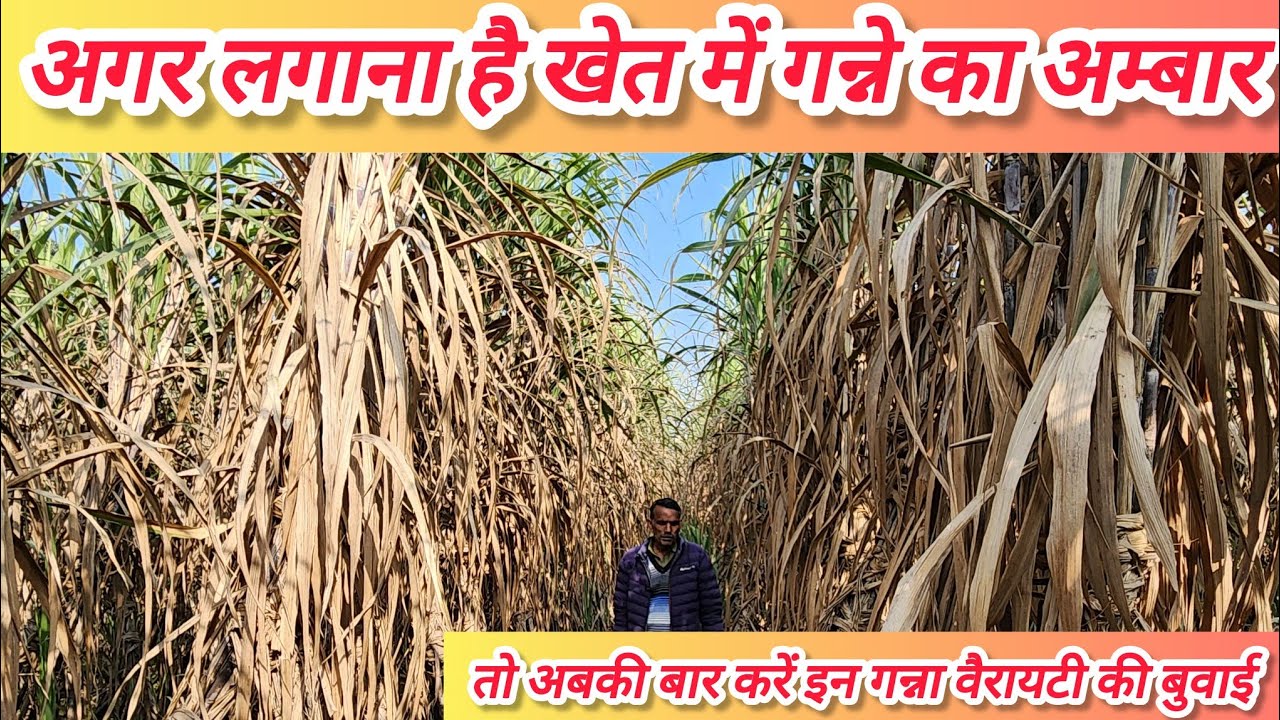 अब की बार करें किसान भाई इन गन्ना वैरायटी की बुवाई।