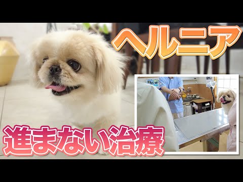 ヘルニアが再発③「薬を飲ませたい！」獣医さんも困惑するご飯を食べないペキニーズ