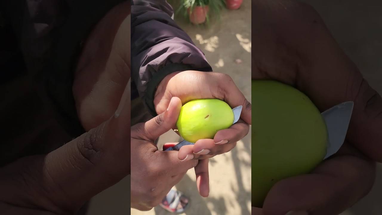 Thai Giant jujube fruit 
