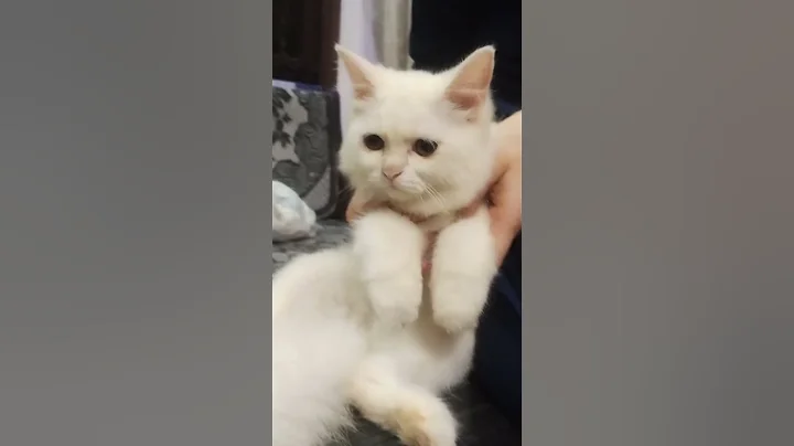 Watch the video about Cute little persian kitten elif